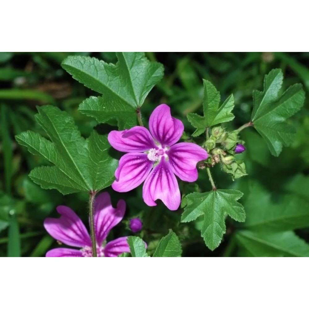 Estratto di Malva dei Colli Berici